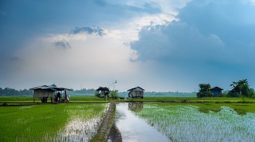 A reflection of rural life during the monsoon, with flooded rice paddies under a dramatic sky.
