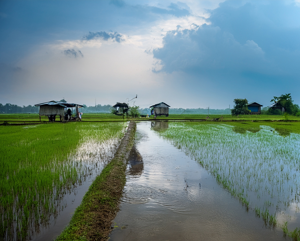 A reflection of rural life during the monsoon, with flooded rice paddies under a dramatic sky.