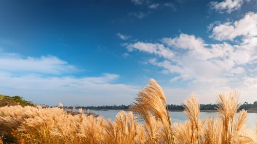 Golden fields of kashful (Saccharum spontaneum) by the river on a serene autumn morning.